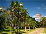 Luis Muñoz Marín Park - SAN JUAN